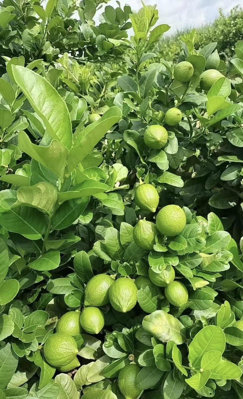 香水柠檬