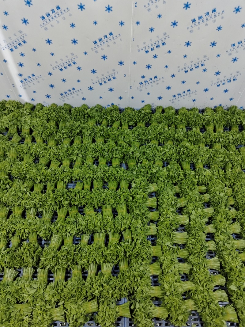 树仔菜