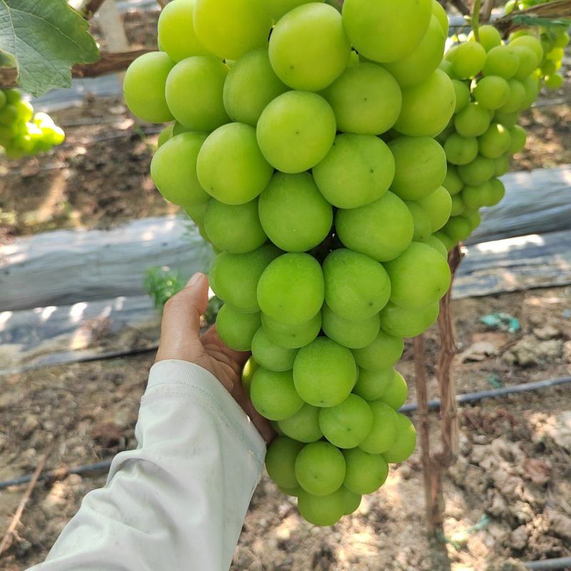 阳光玫瑰