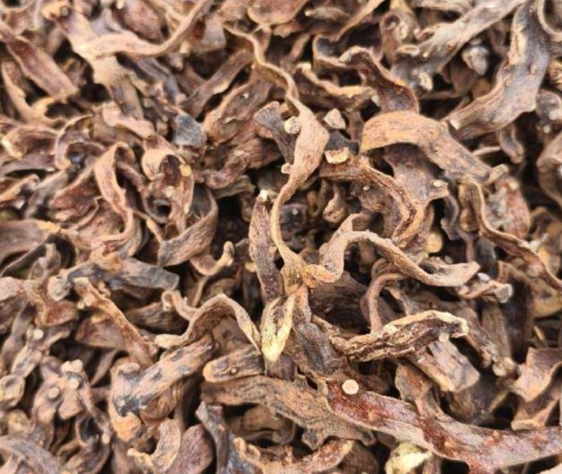骨碎补