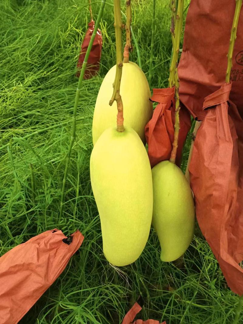 金煌芒