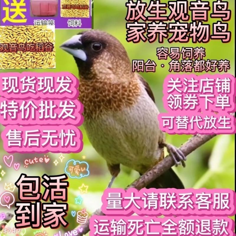 真鸟活鸟观音鸟白腰活物宠物鸟小鸟亲人散养幼崽清仓活的便宜包邮