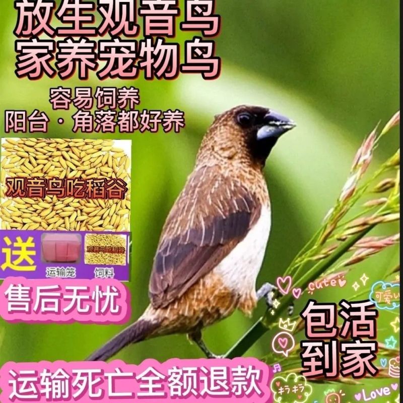 真鸟活鸟观音鸟白腰活物宠物鸟小鸟亲人散养幼崽清仓活的便宜包邮