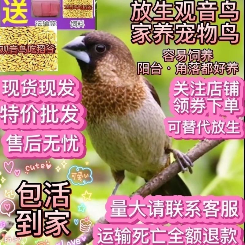 真鸟活鸟观音鸟白腰活物宠物鸟小鸟亲人散养幼崽清仓活的便宜包邮