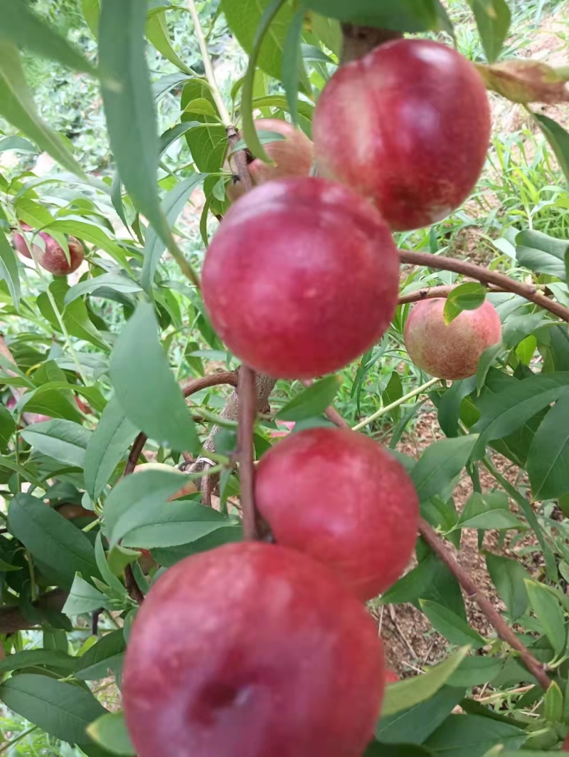 山东珍珠离核早油桃大量销售，口感脆甜，价格便宜，来电咨询