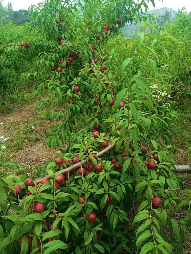 山东珍珠离核早油桃大量销售，口感脆甜，价格便宜，来电咨询