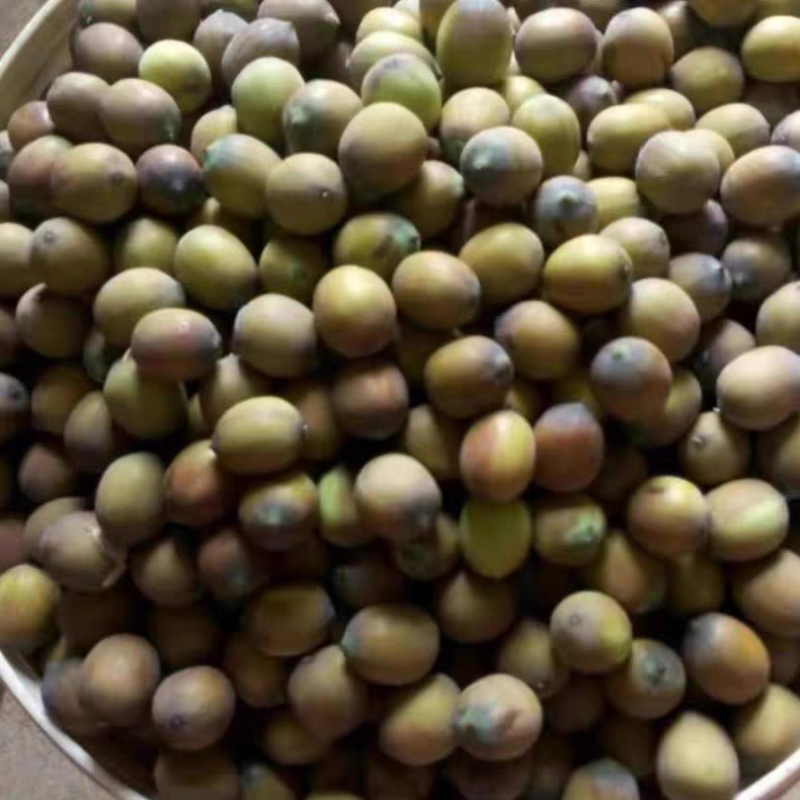 新鲜带壳草莲子花仔