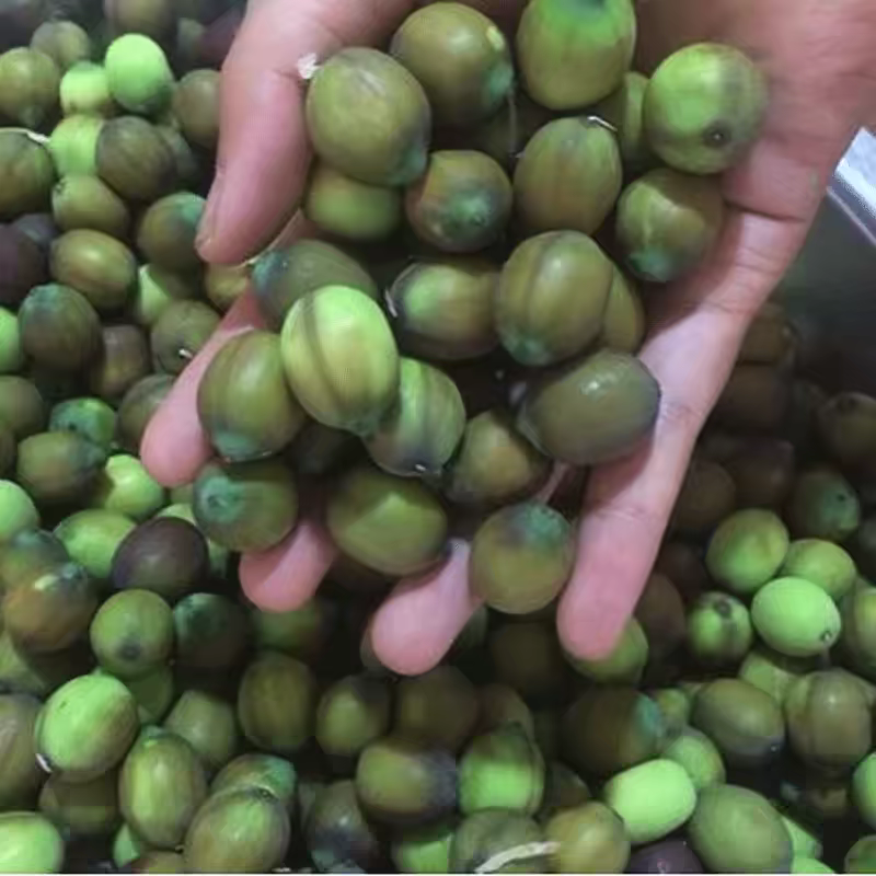 新鲜带壳草莲子花仔