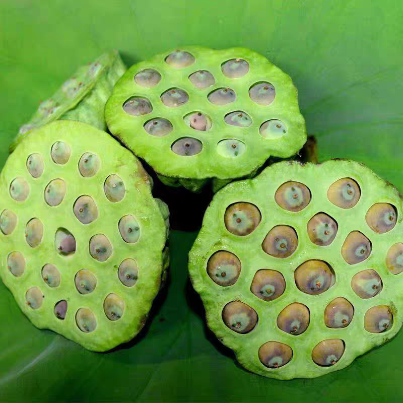 新鲜带壳草莲子花仔