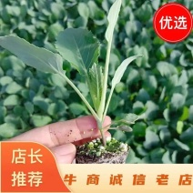 有机花、早春耐低温越冬有机花、物流整车发送安全有保证