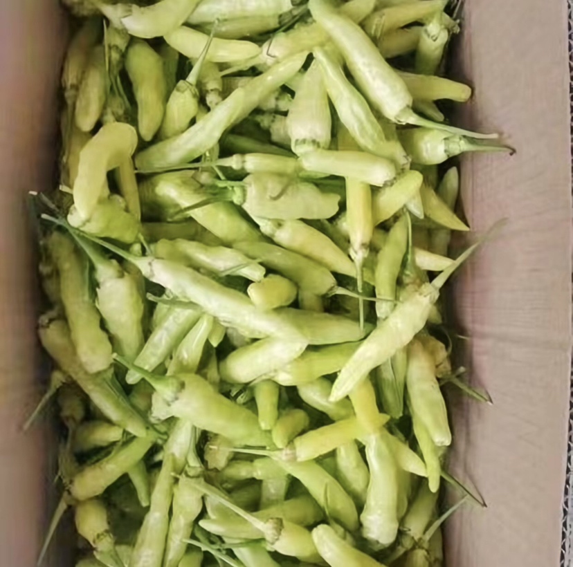 白米椒与小米椒对比图