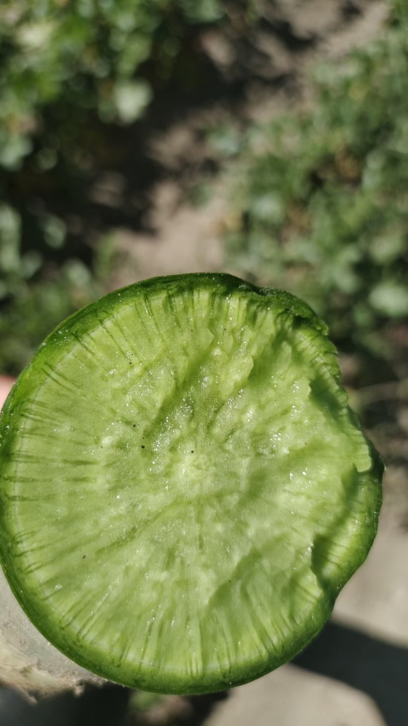 水果罗卜紫英