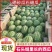 正宗宁夏石头瓜，硒砂瓜，大量现货供应支持视频
