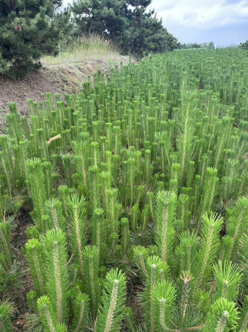 黑松苗黑松小苗山东黑松500黑松销售中