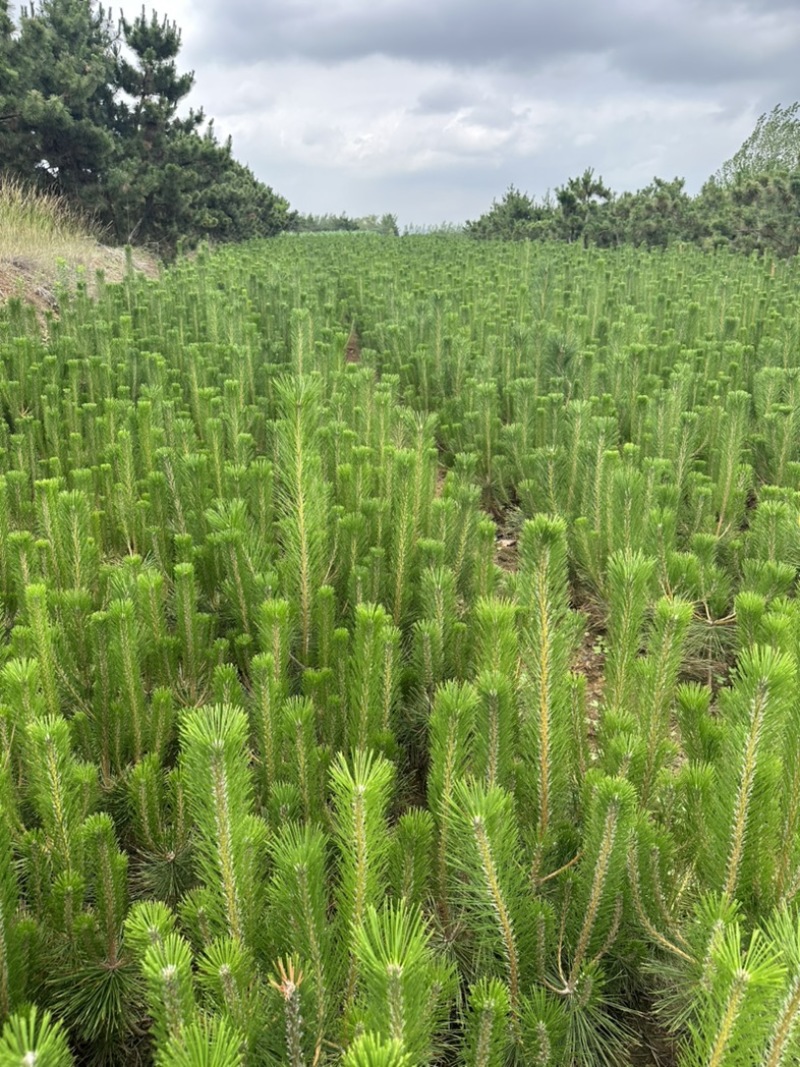 黑松苗黑松小苗山东黑松500黑松销售中