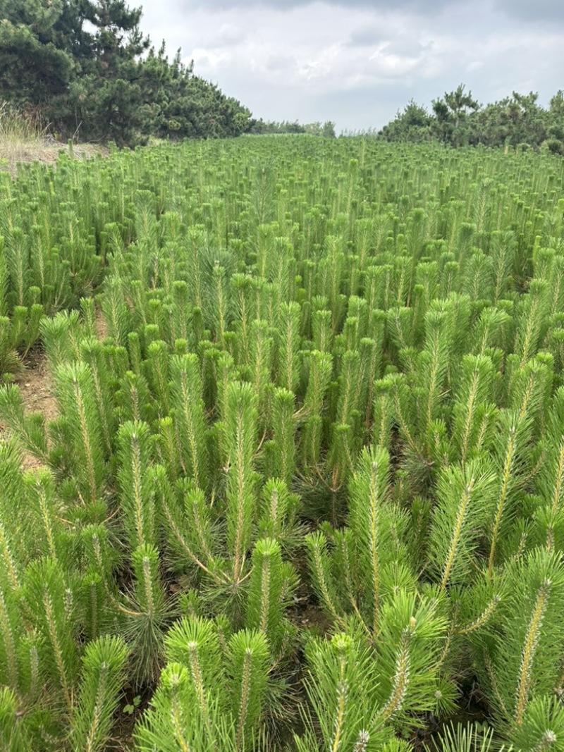 黑松苗黑松小苗山东黑松500黑松销售中