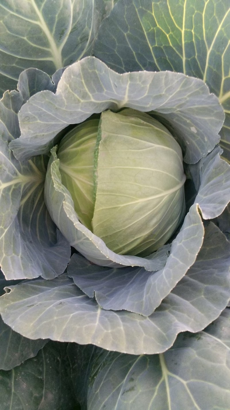 平头圆包菜奥其娜