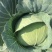 平头圆包菜奥其娜