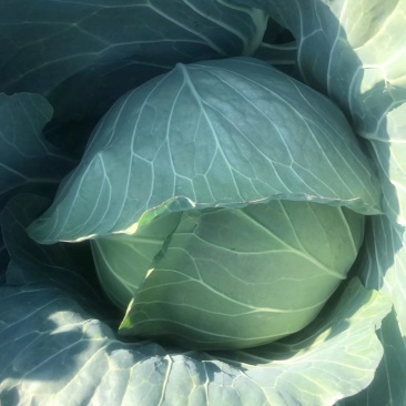 平头圆包菜奥其娜