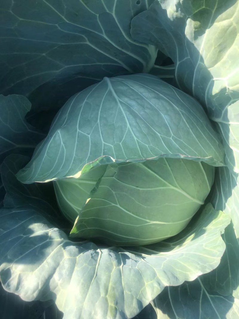 平头圆包菜奥其娜