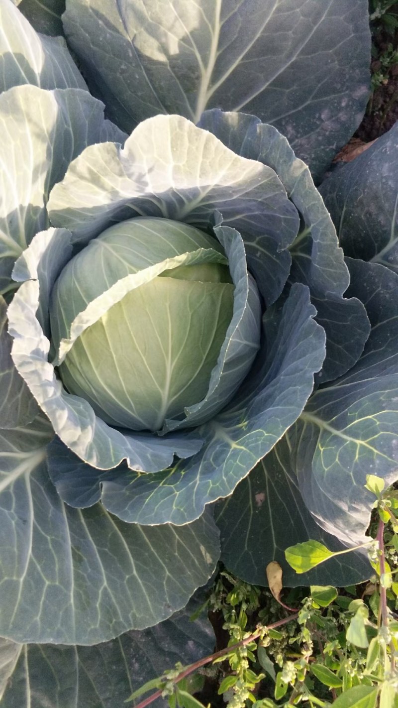 平头圆包菜奥其娜