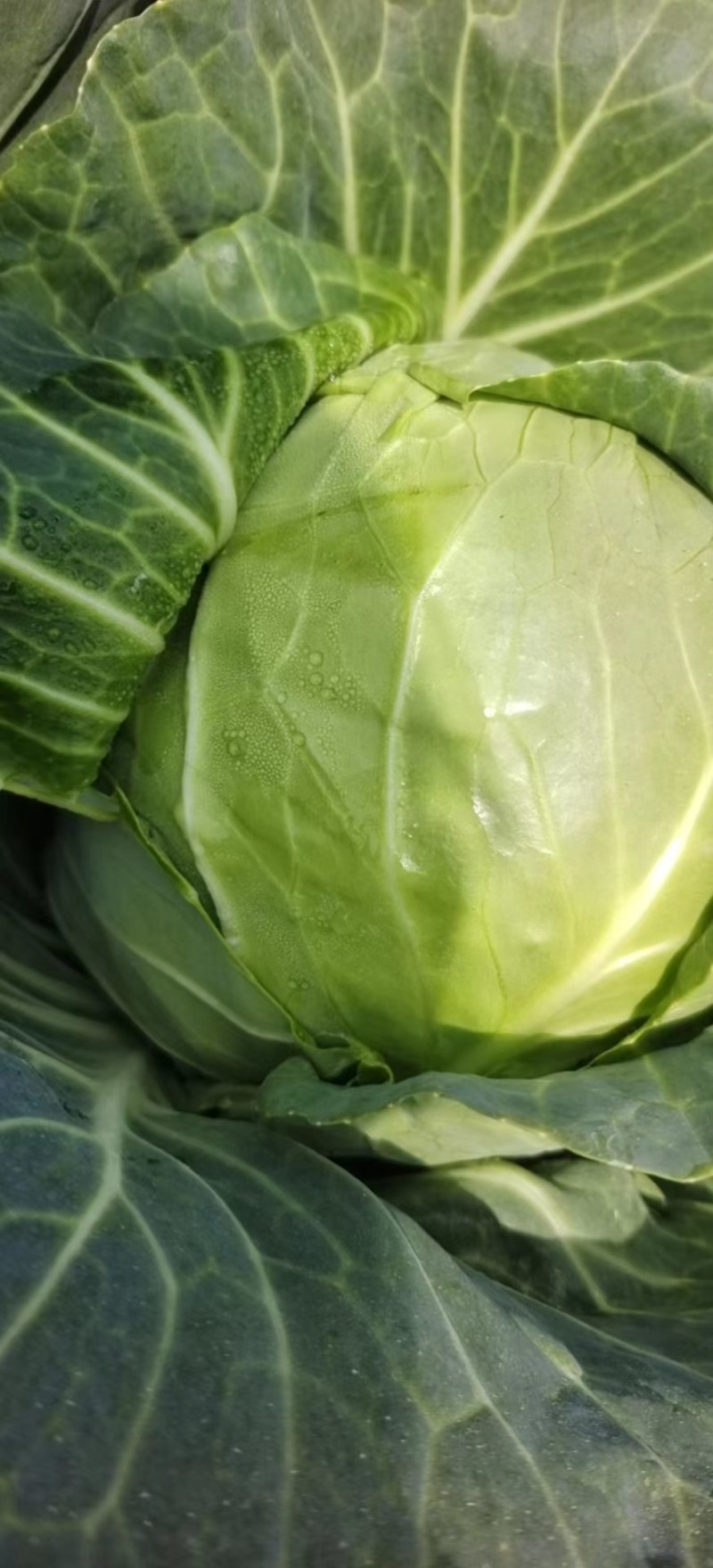 平头圆包菜奥其娜
