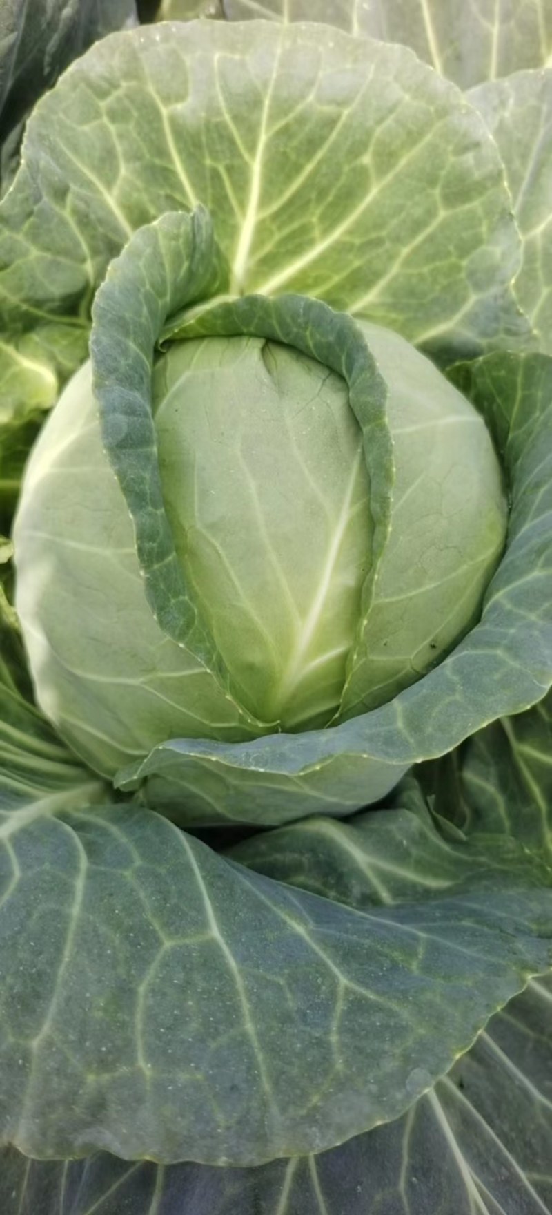 平头圆包菜奥其娜