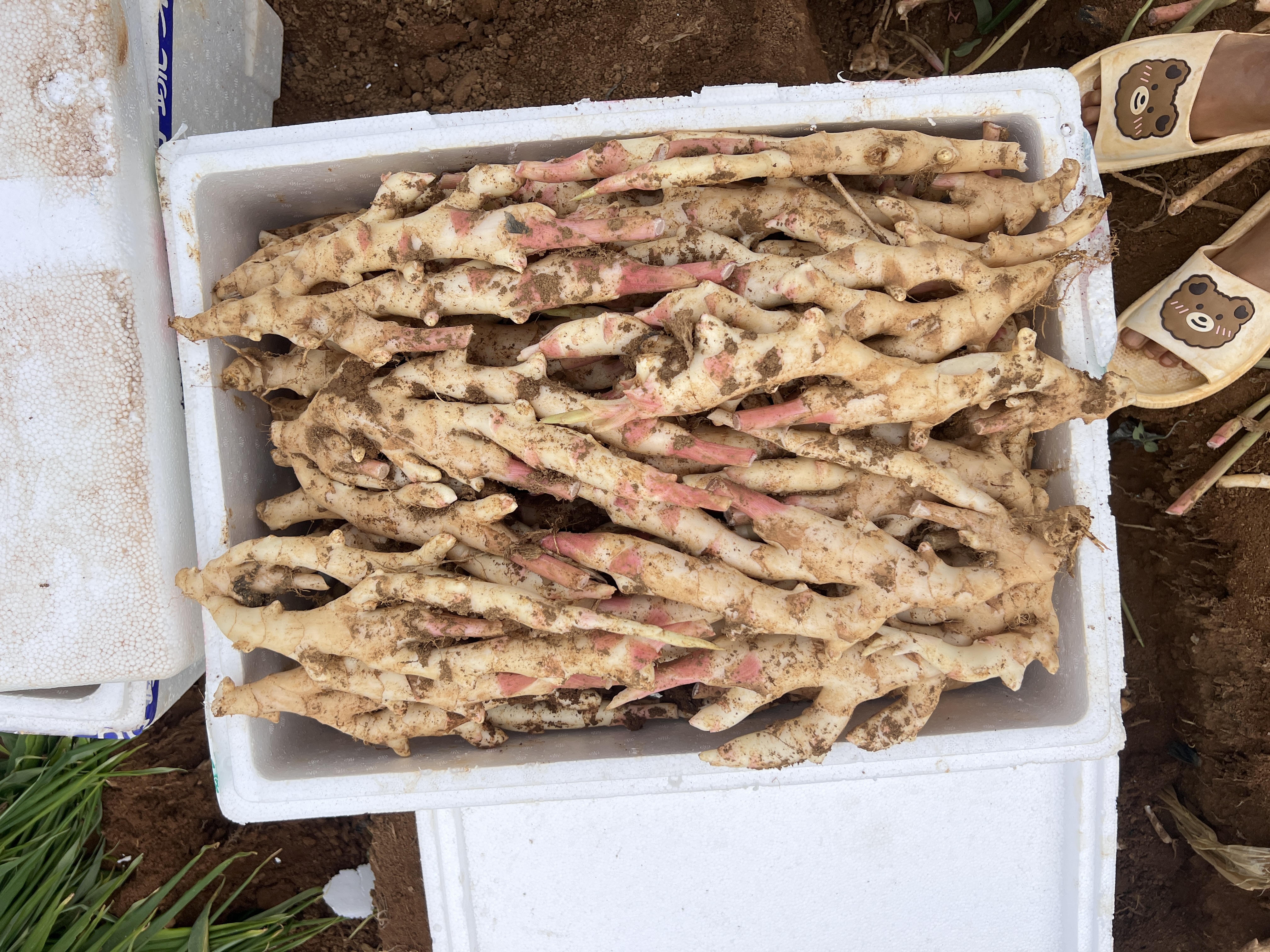 红爪子姜新鲜采摘状态下的特写镜头,展示其红色表皮与饱满块茎 红爪子姜特写
