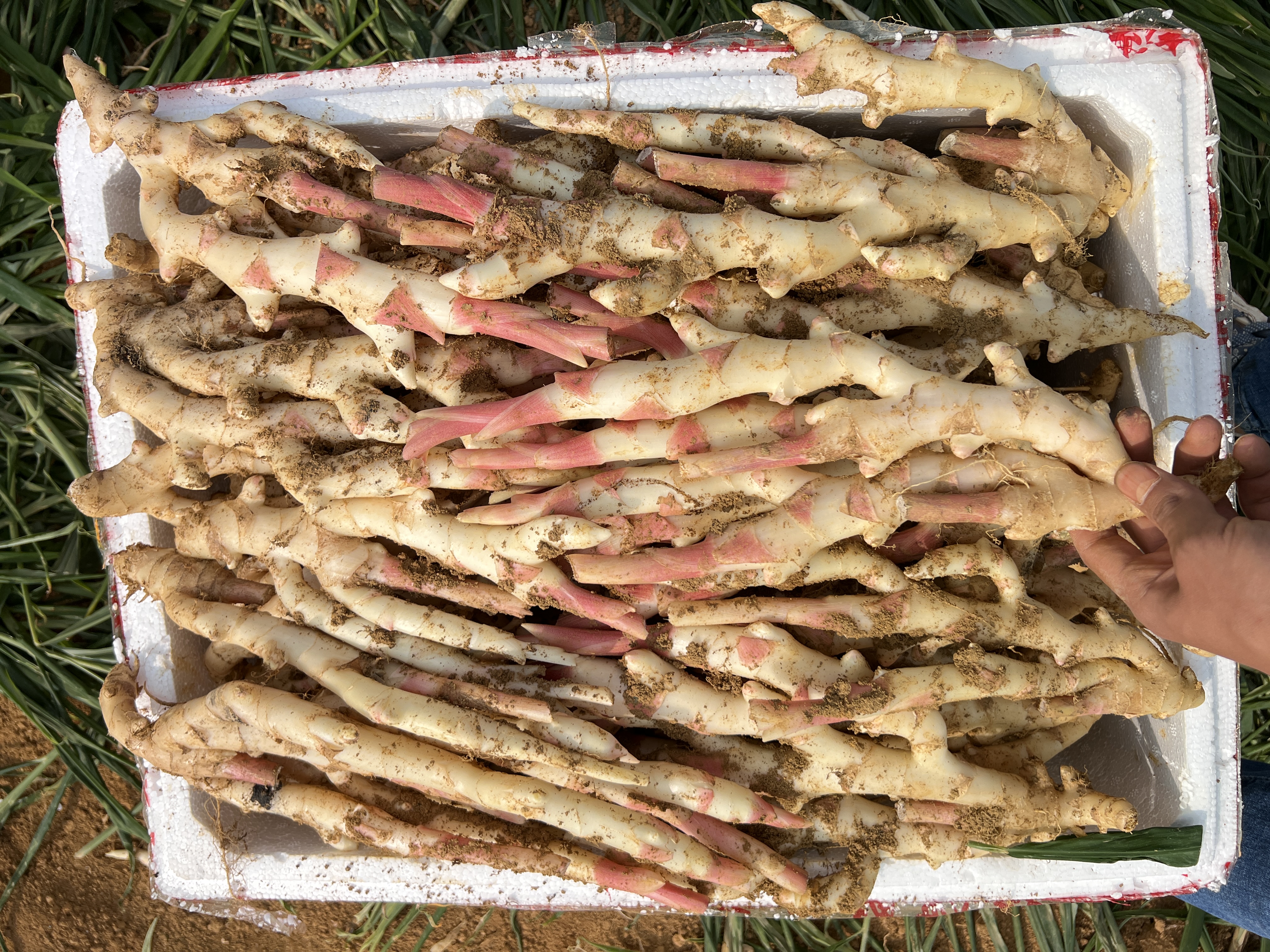 展示装有子姜片的玻璃罐,正在冷藏或阴凉处腌制中 冰糖子姜腌制过程图