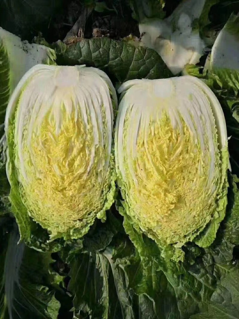 黄心白菜山东产地