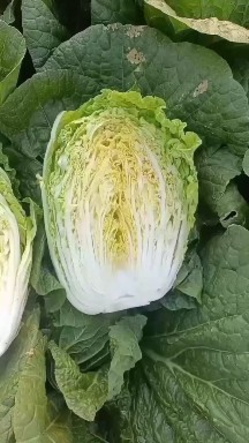 黄心白菜山东产地