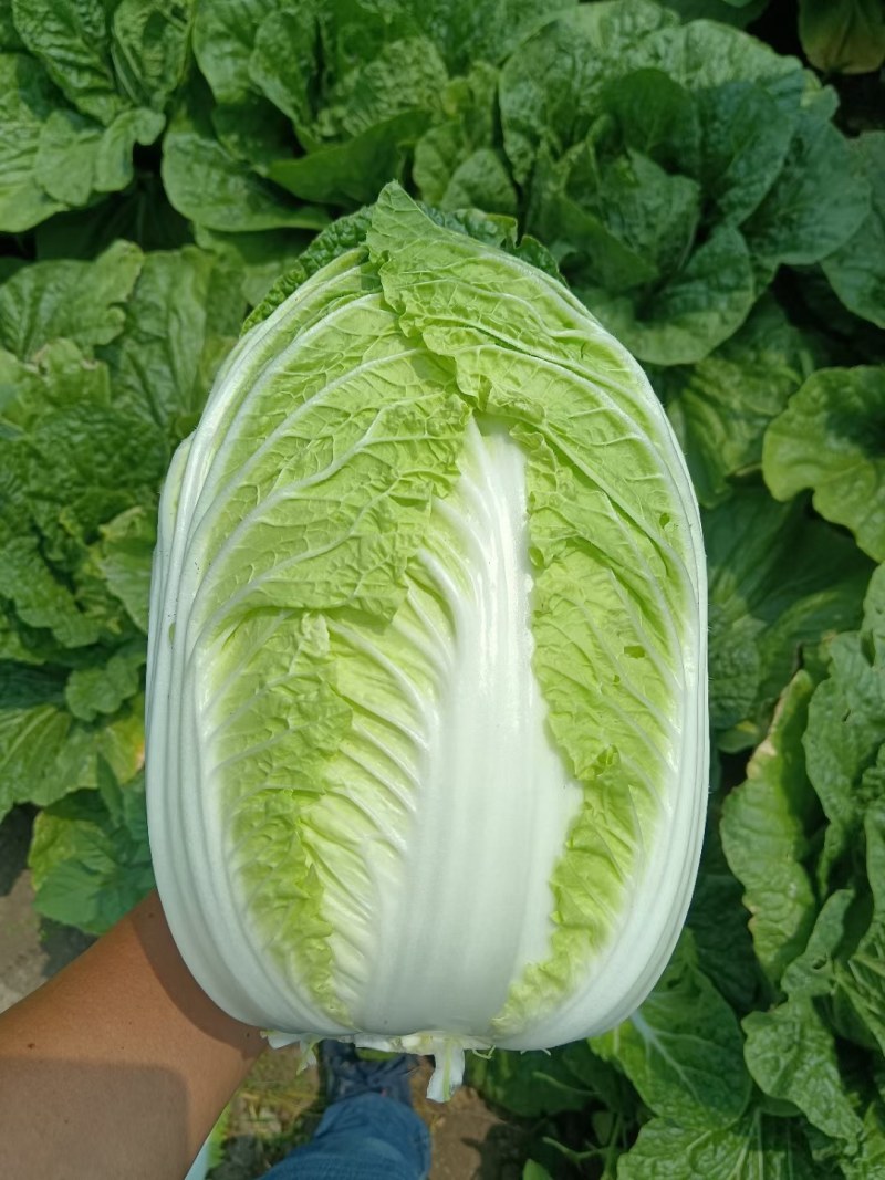 黄心白菜山东产地