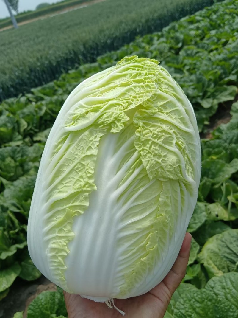 黄心白菜山东产地