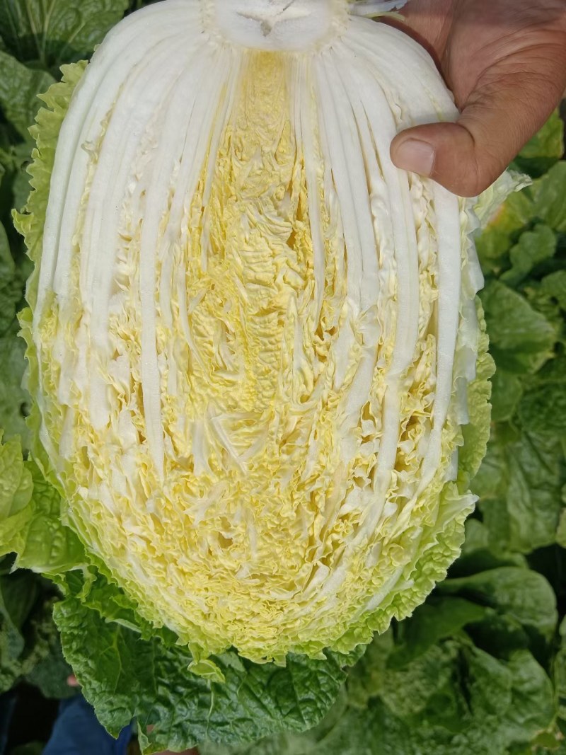 黄心白菜山东产地