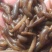 水蛭苗(蚂蝗)包存活！全国包邮。包技术送肥水产品！青年苗