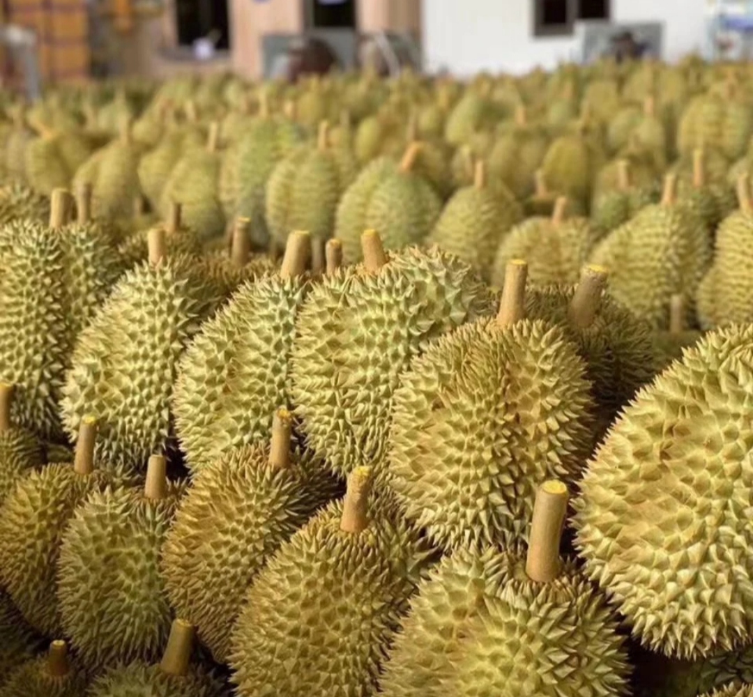 图片说明:新鲜柠檬与完整榴莲并列摆放,展示两种热带水果的外观差异 柠檬与榴莲水果对比图