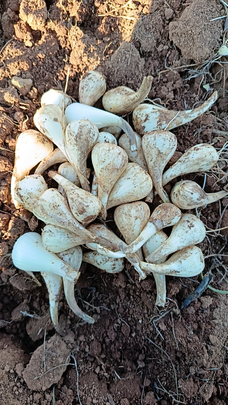 藠头大量现货，藠头批发，湖南自家种植物新鲜个大