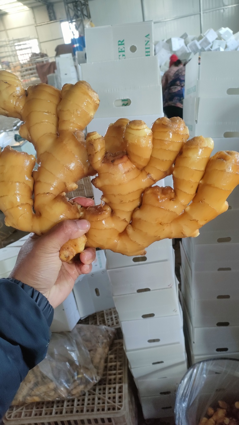 大黄姜常年有货销售，各种规格都有，价格便宜，代发全国