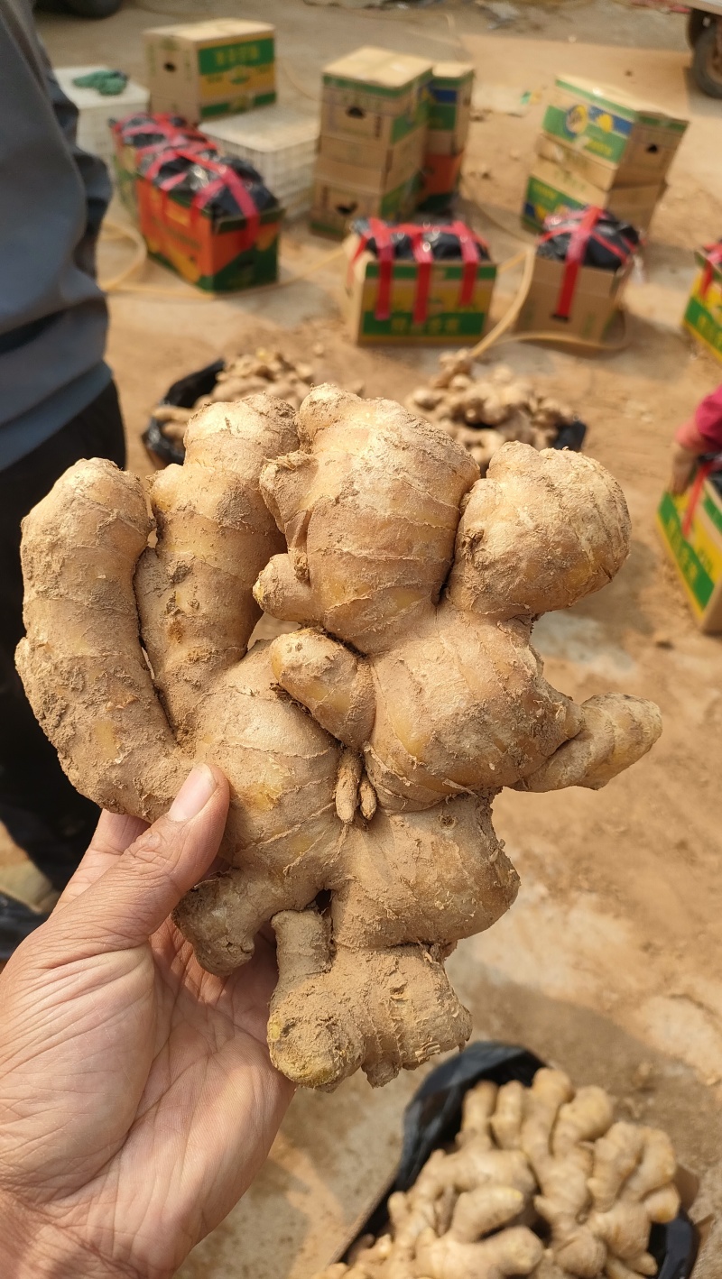 大黄姜常年有货销售，各种规格都有，价格便宜，代发全国
