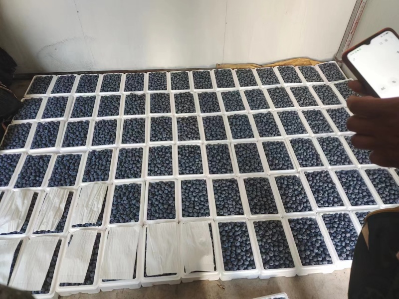 产地蓝莓批发蓝莓基地种植户吉林省通化市集安市六月中旬开园