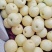 赵县皇冠梨光果，二级果250~400g，新梨下树中