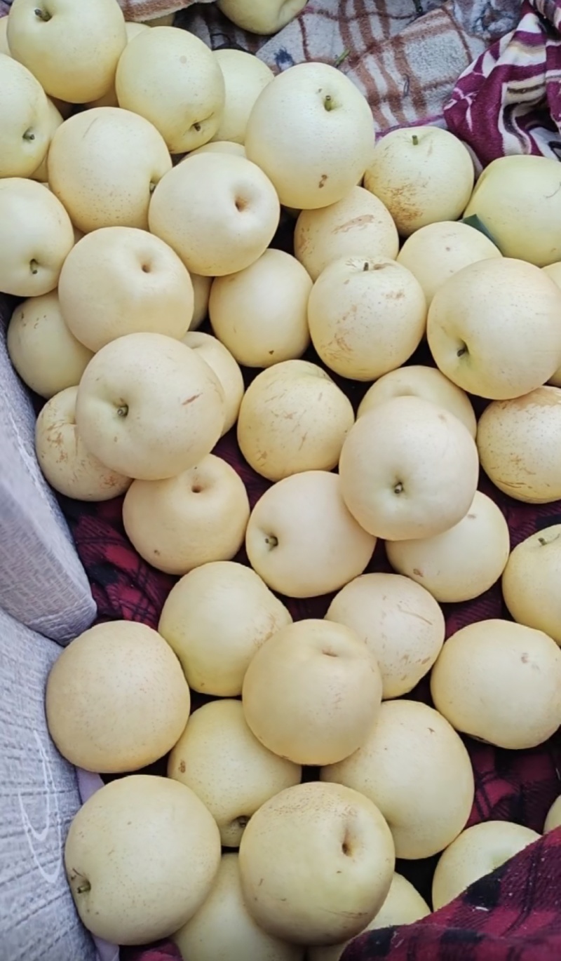 赵县皇冠梨光果，二级果250~400g，新梨下树中