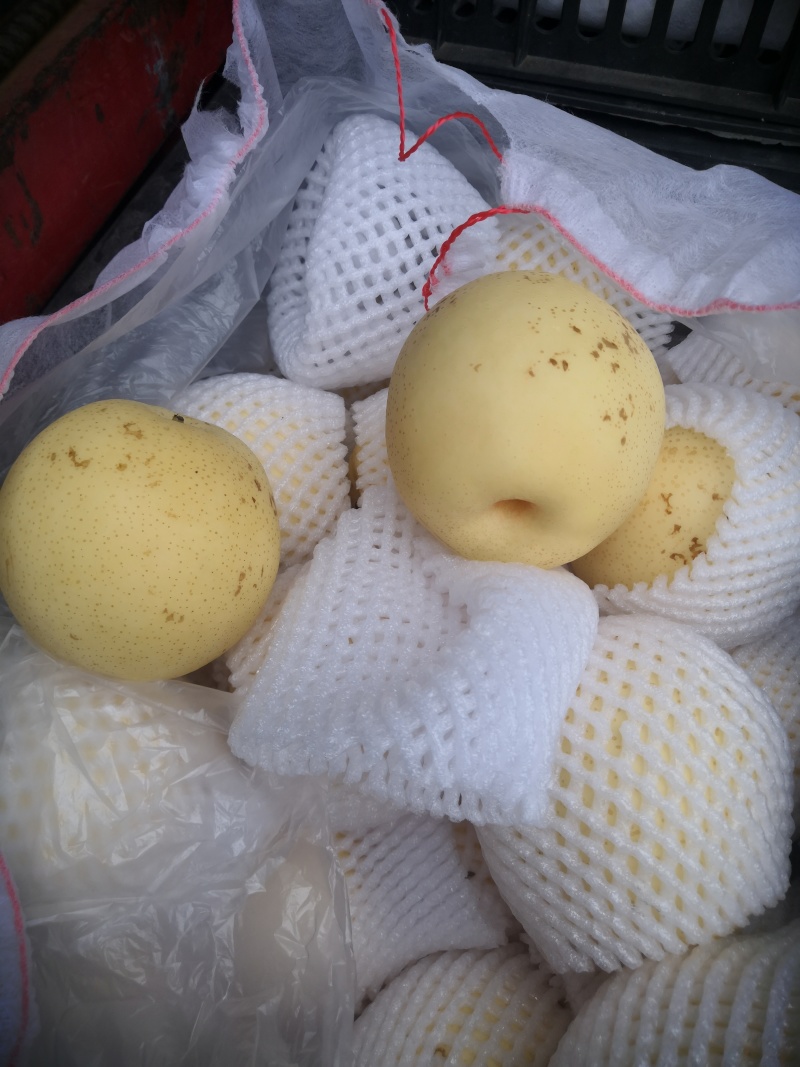 赵县皇冠梨光果，二级果250~400g，新梨下树中