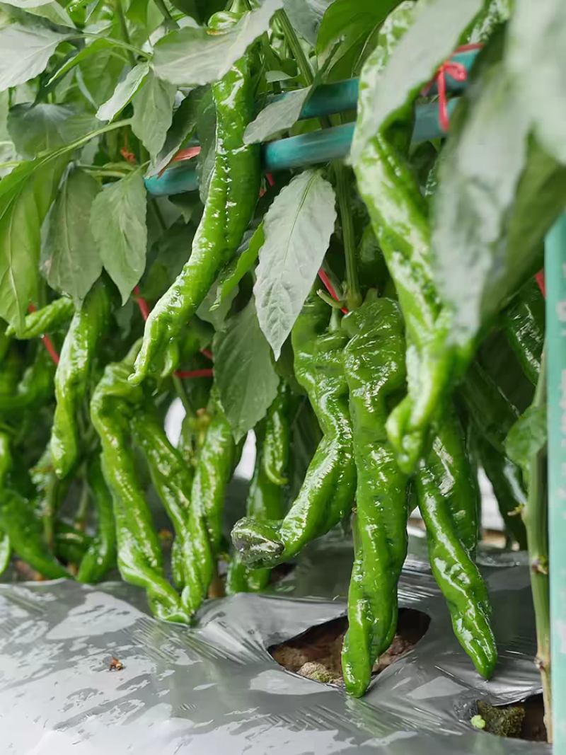 螺丝椒大量上市可大量供货市场电商大型商超全天在线