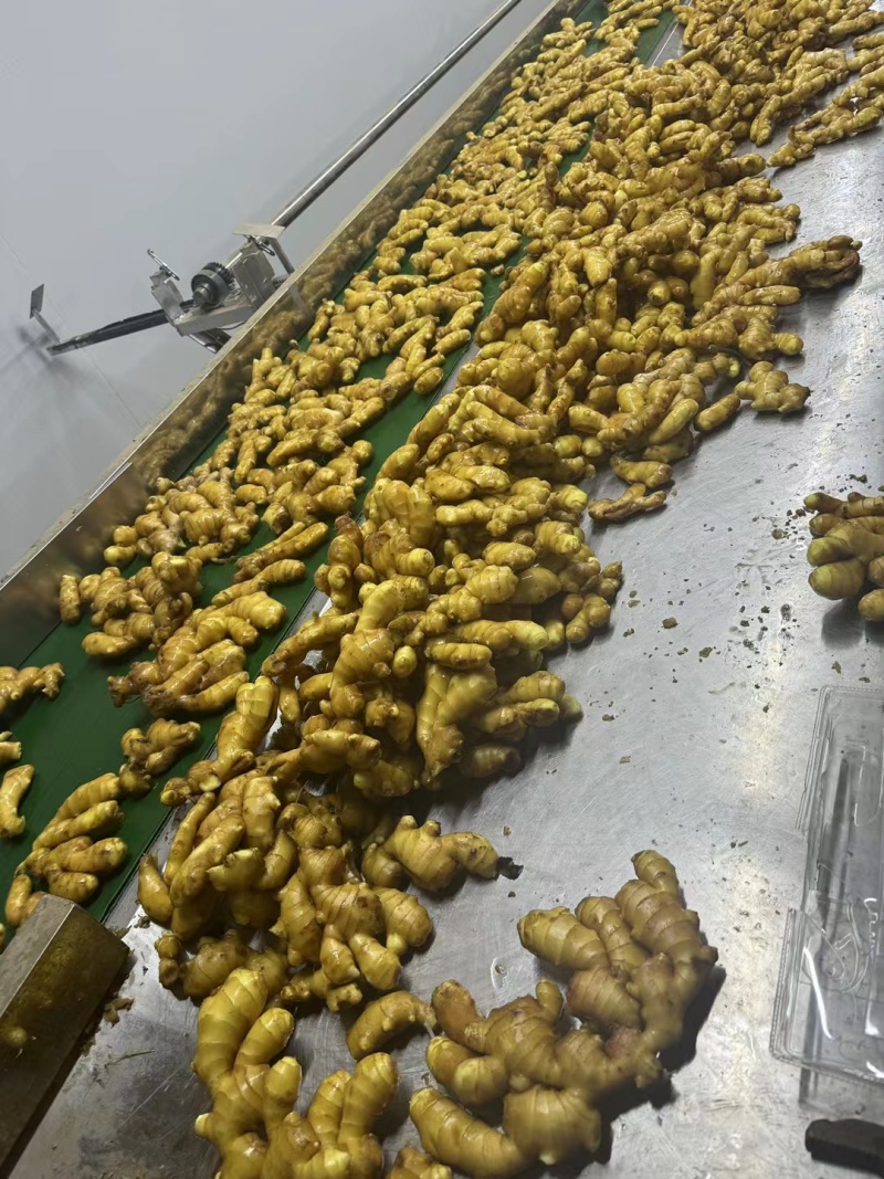 山东大黄姜货源充足保质保量支持电商，商超市场出口加工供货