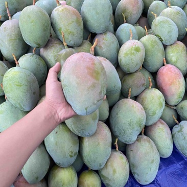 四川攀枝花凯特芒果🥭