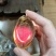 日本吉品鲍10头一千多一只没听错一只啊