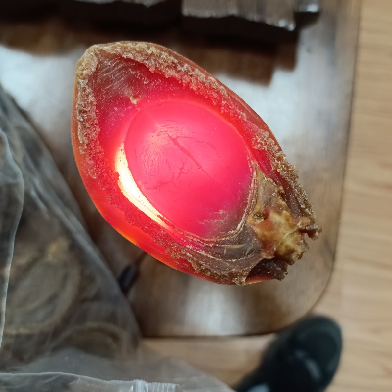 日本吉品鲍10头一千多一只没听错一只啊