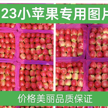 123小苹果辽宁西丰主产区，口感甜脆，半红以上大量上市！
