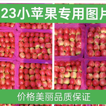 123小苹果辽宁西丰主产区，口感甜脆，半红以上大量上市！